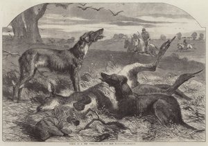 Death of a Red Forester or Old Man Kangaroo